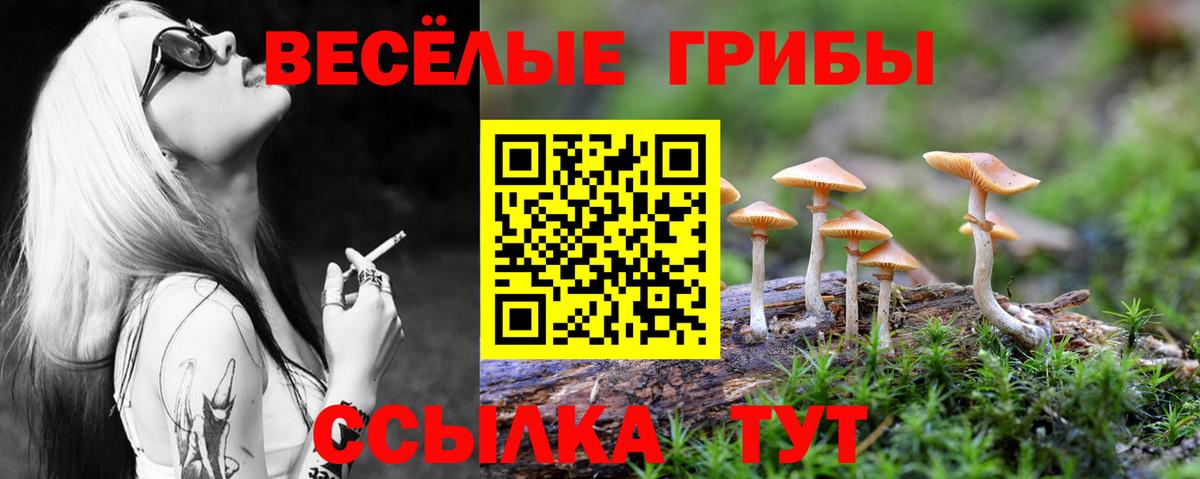 Галлюциногенные грибы Psilocybe Миллерово